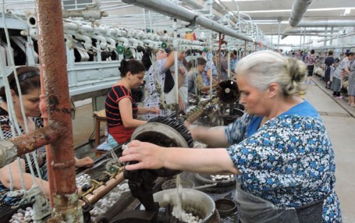 “Şəki-İpək” və İqtisadiyyat Nazirliyi ölkədə ipəkçiliyin yeni inkişaf modelini hazırlayır