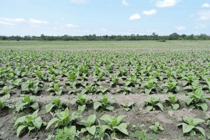 Tütünçülüyün inkişafına dair 2017–2021-ci illər üçün DÖVLƏT PROQRAMI