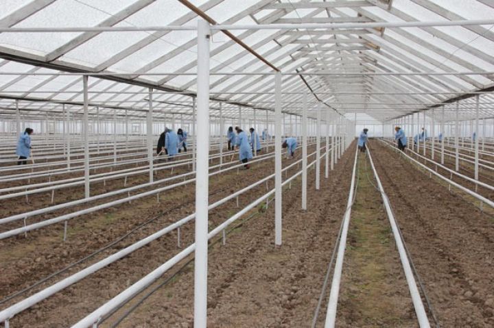 50 hektar sahədə yeni istixana kompleksi