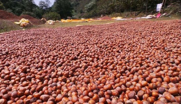 Türkiyə fındığın alış qiymətini açıqlayıb