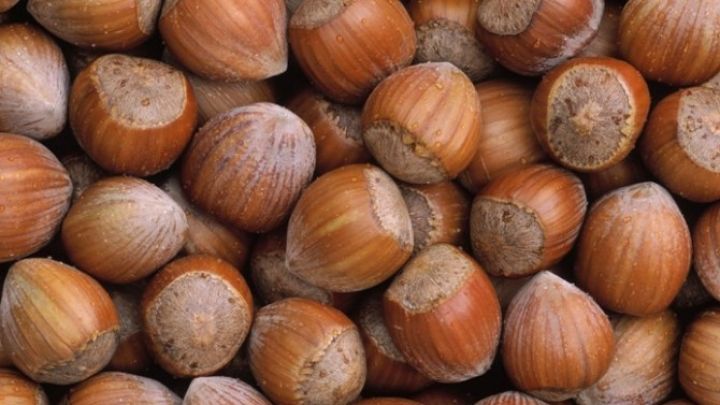 Fındıq üçün laboratoriya yaradılıb