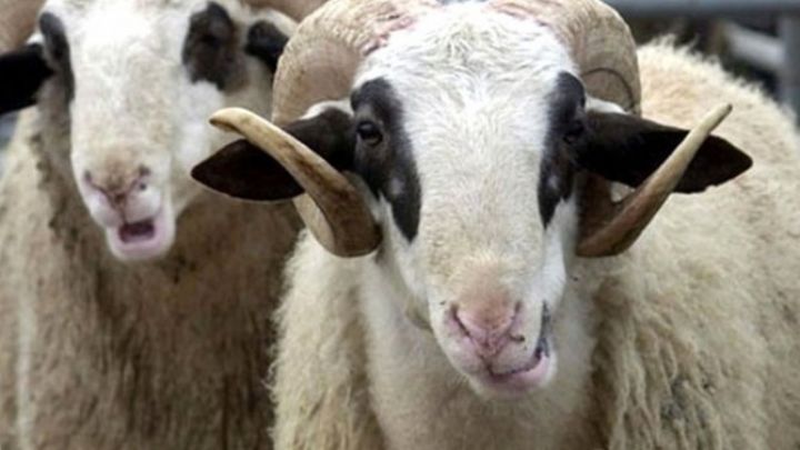 Nazirlik: Qurbanlıq heyvanlar ucuz qiymətlərə təklif olunacaq