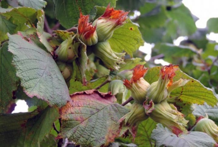 Azərbaycanın fındıq bağları təhlükə altındadır - 60% ZİYAN