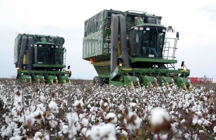 İl başa çatır. Nə qədər pambıq yığılıb?