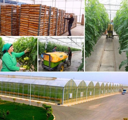 Məhsulun hamısı ixrac ediləcək