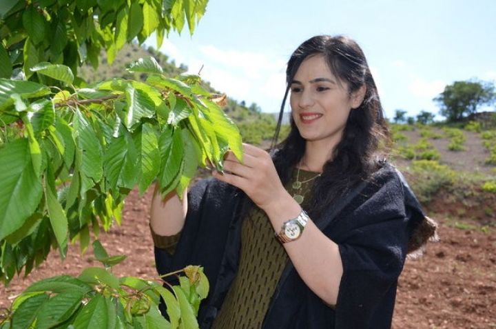 Yarpağı meyvəsindən bahadır