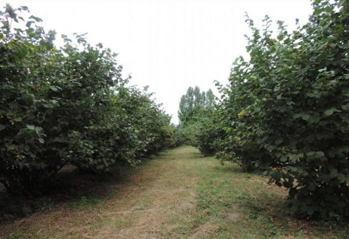 Qubalılar: "fındıq alma deyil ki, tez xarab olsun"