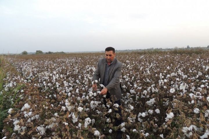 Əkir, bağ salır, mal-qara bəsləyir, barama yetişdirir- Universal fermer