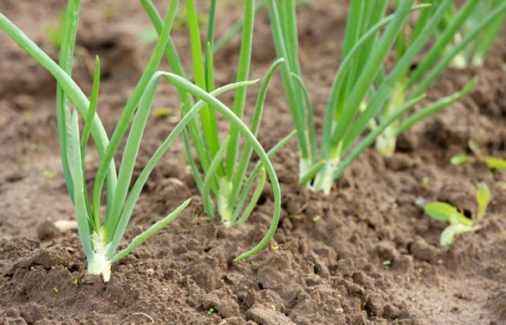 Bu il yerdə qalmır, fermerlərin üzləri gülür