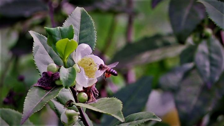 Bir ayda 9000 ağac calaq edib, 1 - 100 manata satır