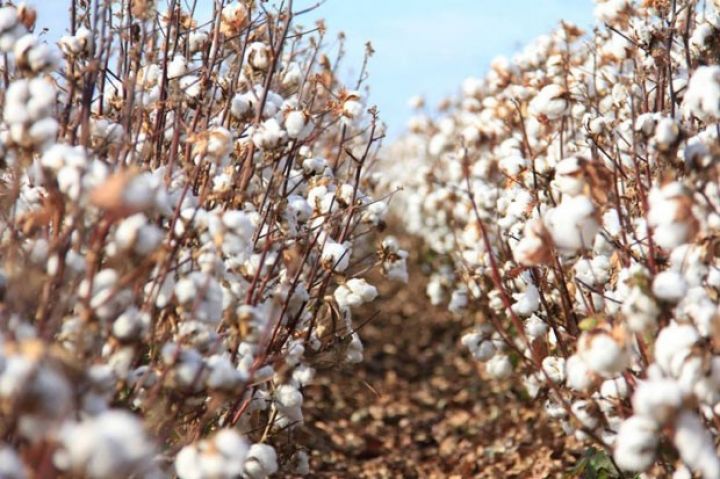 200 min tona yaxınlaşdı