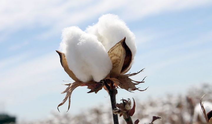 110 min tona yaxınlaşır