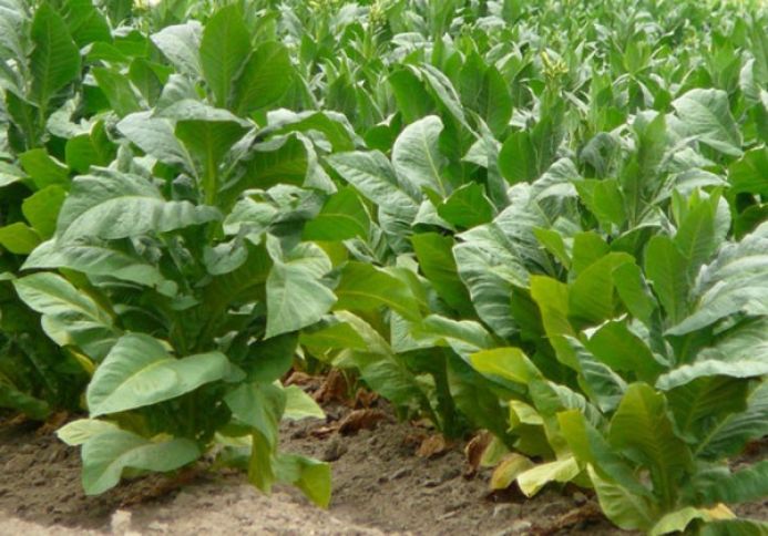 Tütünçülük və pambıqçılıq üçün 20 milyon manat vəsait nəzərdə tutulub