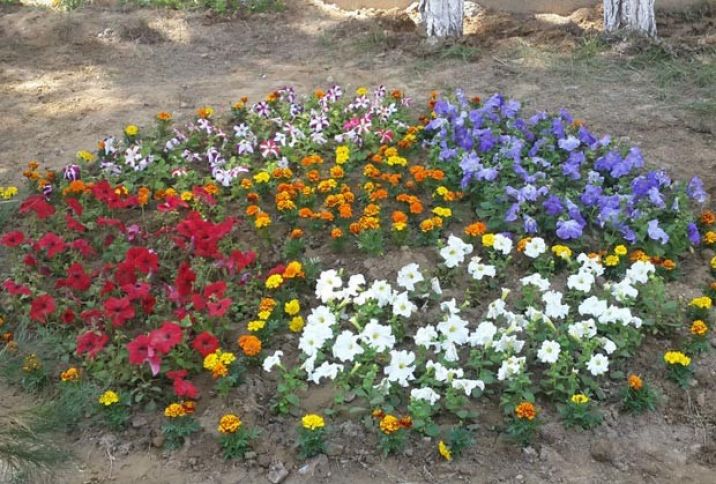 GMO gül-çiçək və ot bitkilərinin Azərbaycana gətirilməsinə icazə verilməyəcək