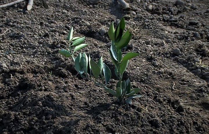 "Ting tapmaq problem olub"