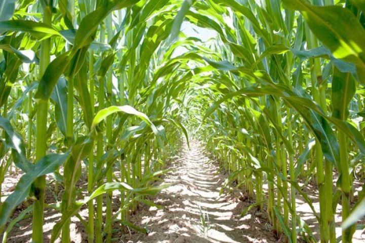 Azərbaycanda dənlik qarğıdalının məhsuldarlığında tarixi rekord