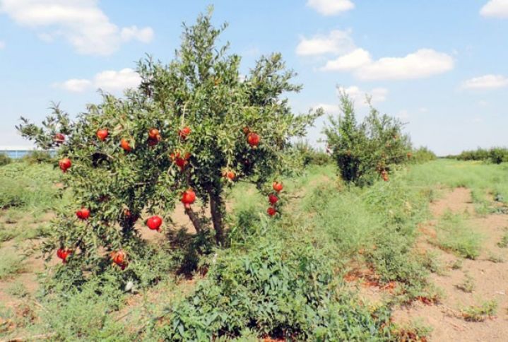 Nar üçün yeni zavod tikilir - rayonlardan nar alınacaq