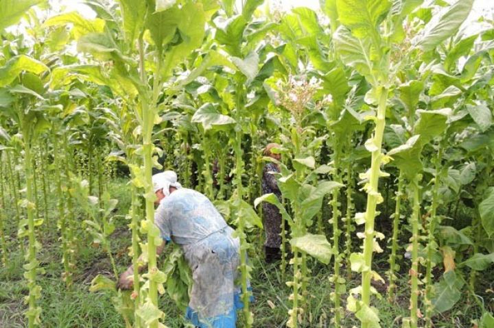 “Azərtütün”: Tütün qəbulu və quru tütün istehsalı iki dəfəyədək artıb
