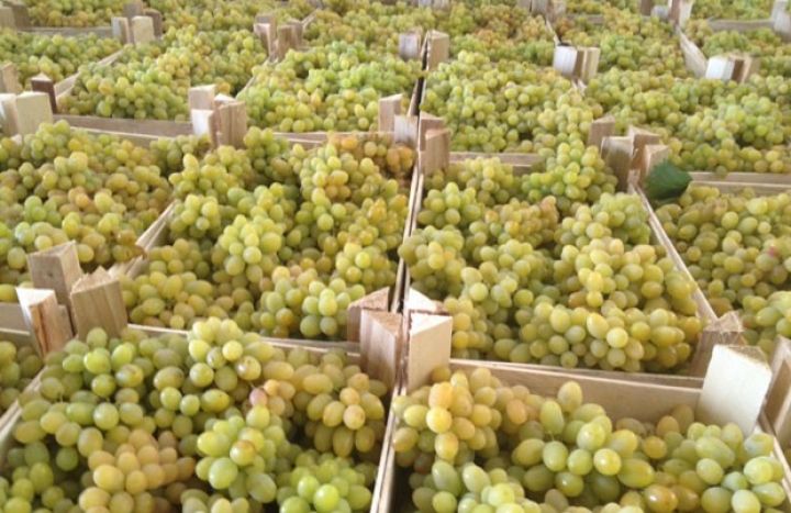 Məhsul bol olduğundan, qiyməti xeyli ucuzdur