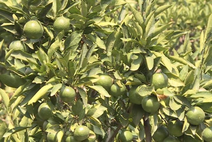 Fermerlər yuxarı qalxır - Dağlarda sitrus bağları salınır