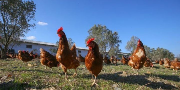 “Quş qripi” monitorinqi başa çatıb