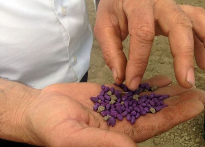 Yerli 500 manata olsa da, xaricdən 5000 manata alınıb əkilir