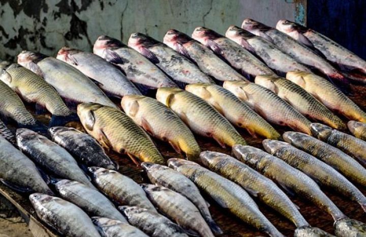 Şəmkir Balıq Zavodu özəlləşdirilir - İLKİN QİYMƏT