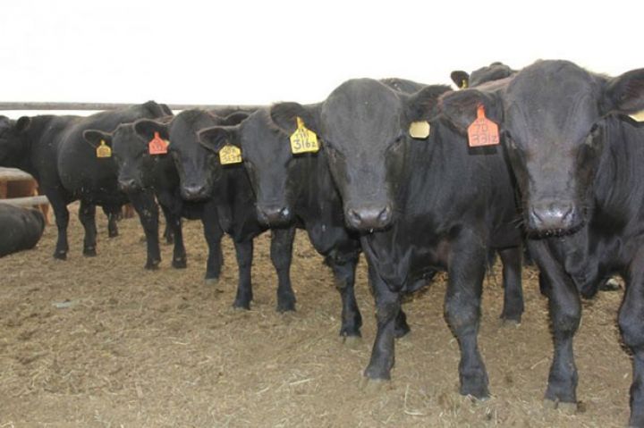 Gürcüstandan qaramal idxalına nəzarət gücləndirilir - XƏBƏRDARLIQ