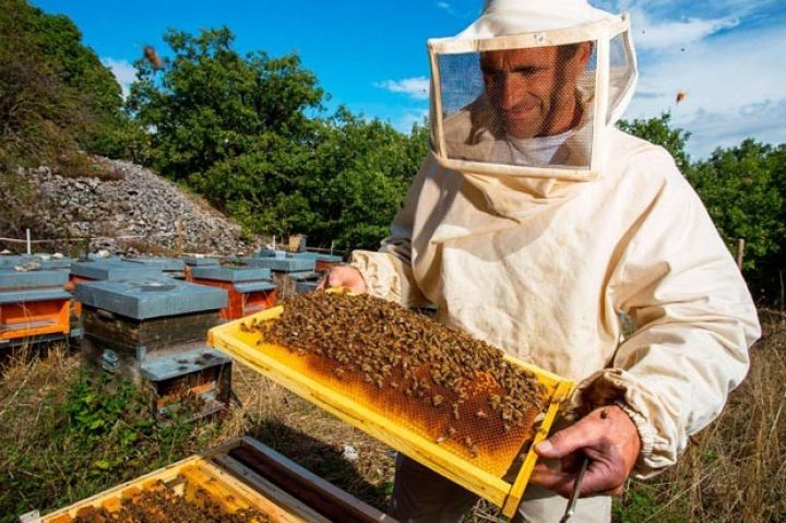 Daha 3959 arıçıya subsidiya verilməsi barədə qərar qəbul edildi