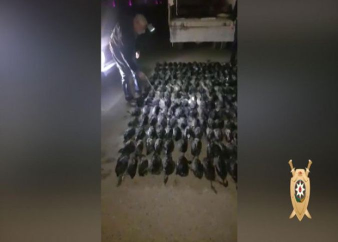 Kənd toyuğu adı altında çöl quşları satışı 