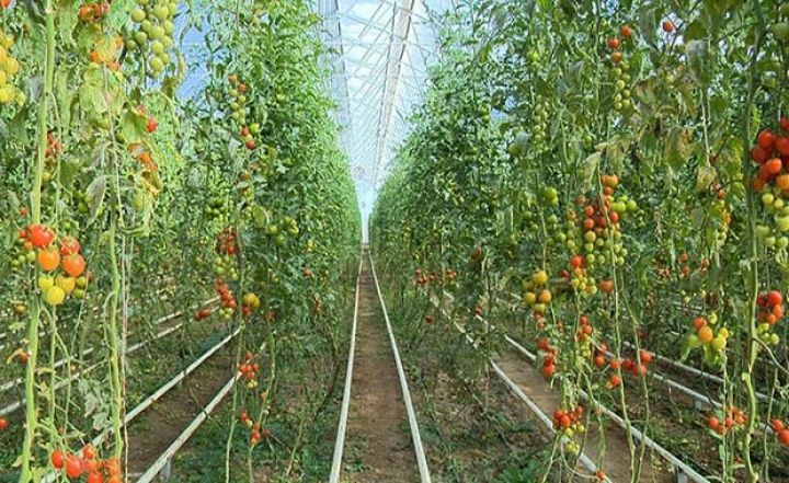 Şəmkirdə istixanaların sahəsi 1000 hektarı keçəcək