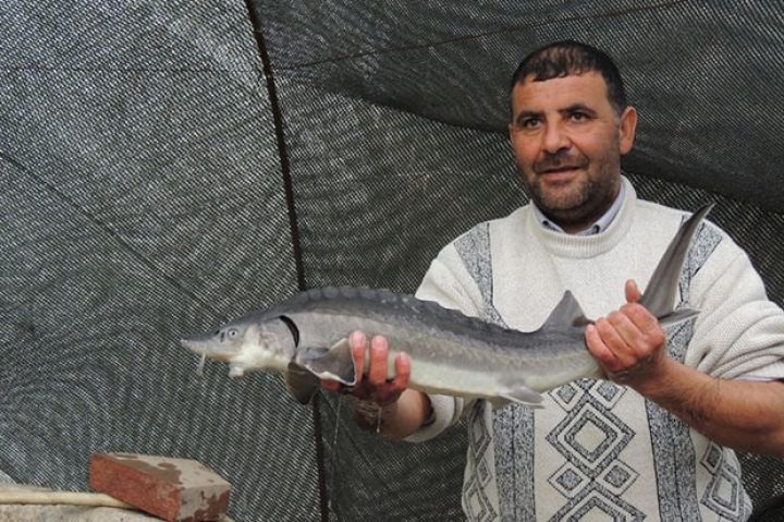 Meyvə yetişdirir, pambıq əkir, balıq saxlayır .... Çoxsahəli təsərrüfat rəhbəri  