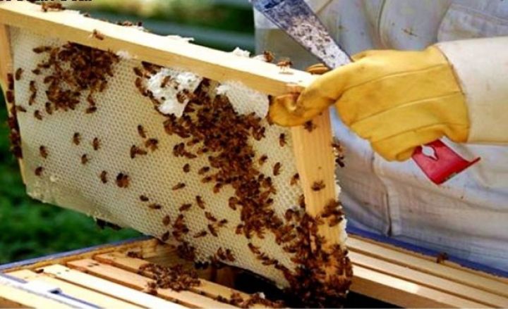 Arıçılığın inkişafı ilə bağlı təkliflər layihəsi hökumətə təqdim olunub