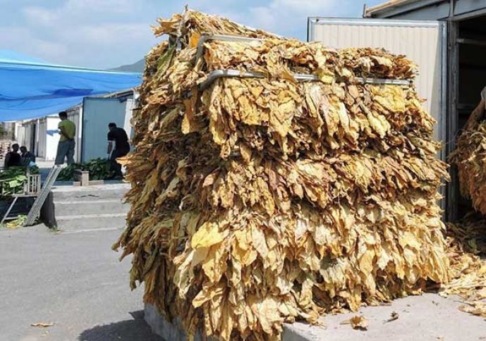 “Azərtütün” 16 min tondan çox yaşıl tütün kütləsi qəbul edib