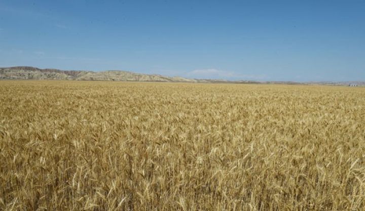 Fermerlərə subsidiyalar ödəniləcək - QƏRAR