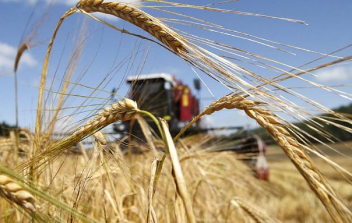 "Bu il dənli bitkilərin məhsuldarlığı artacaq"