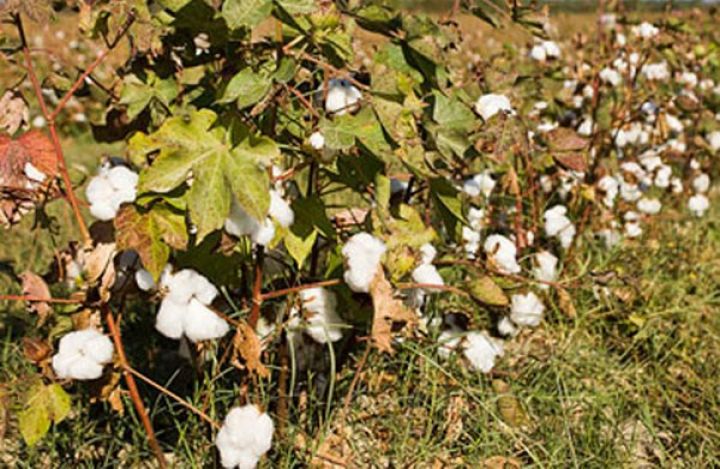“Pambıq tarlalarına səpilən dərmanlar müxtəlif şirkətlərdən alınır”