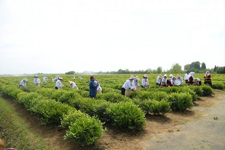 Birinci çay yığımına başlanıb