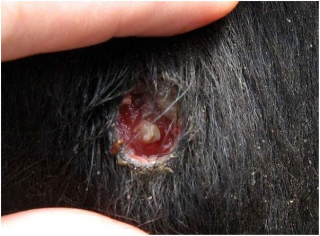 1,6 milyon baş heyvanda peyvəndləmə aparlıb, vəziyyət sabitdir