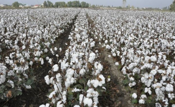 Türkiyənin pambıq sortu Azərbaycanda yüksək məhsul verib