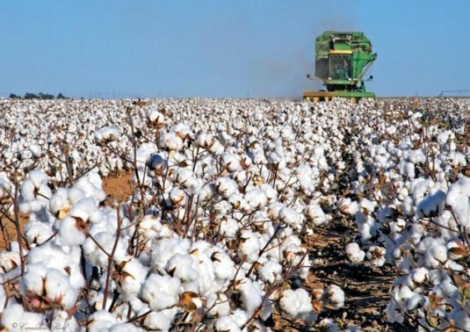 Pambıq tədarükü  barədə operativ məlumat açıqlandı