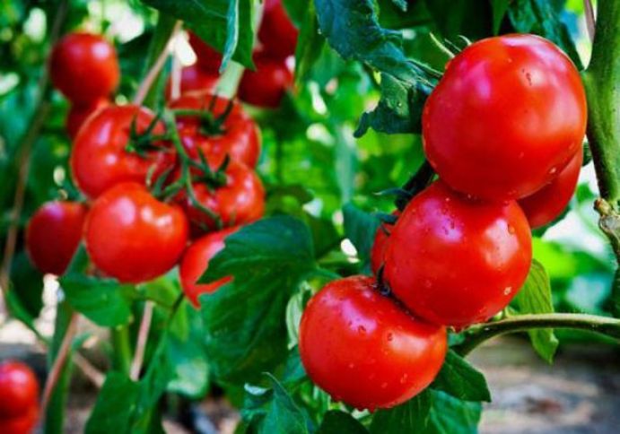 9 ayda 145 milyonluq ixrac 