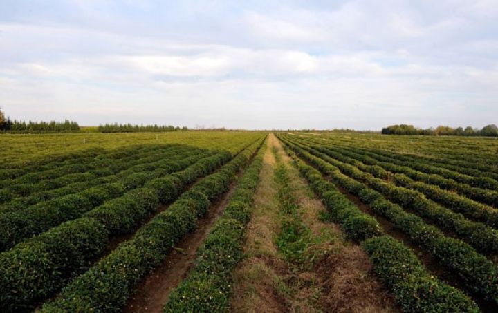 "2 min manata belə çay satırıq"