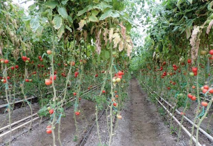 Termal sularla isidilən istixanada istehsala başlanıb