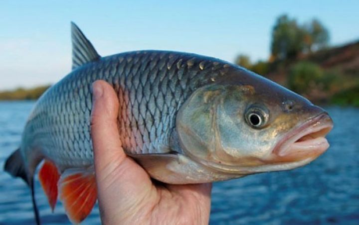 Reydlər  start götürüb - cəza və cərimələr tətbiq olunacaq