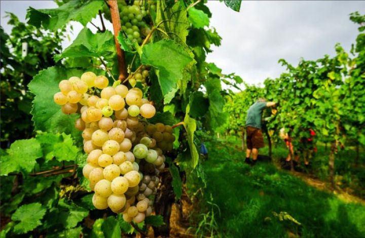 Bağbanlar bu il üzümü daha ucuz satırlar