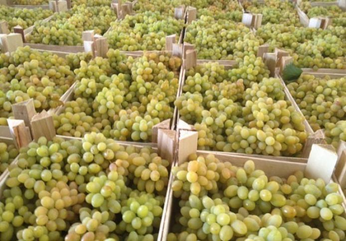 “ASK Şəki Şərab” üzüm alır 