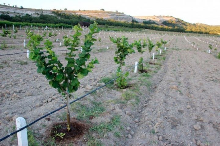 İtaliya şirkəti Azərbaycana göndərib, məhsuldarlıqda yerli sortları 3-4 dəfə üstələyir