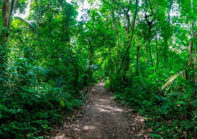 Nazir müavini: "Meşə fondunun açıq sahələrini icarəyə veririk"