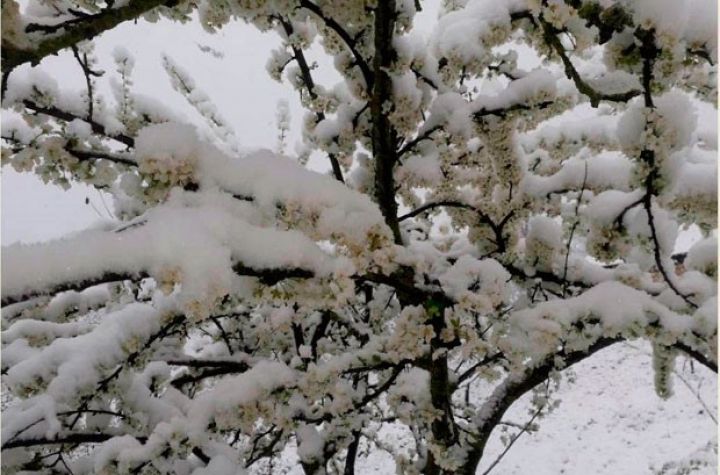 Qubaya qar yağıb, ağaclara zərər dəyib - YENİLƏNİB